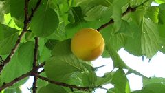 �A���Y�̎�