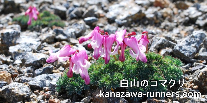 ���R���R�}�N�T