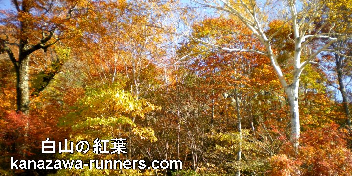 ���R���g�t